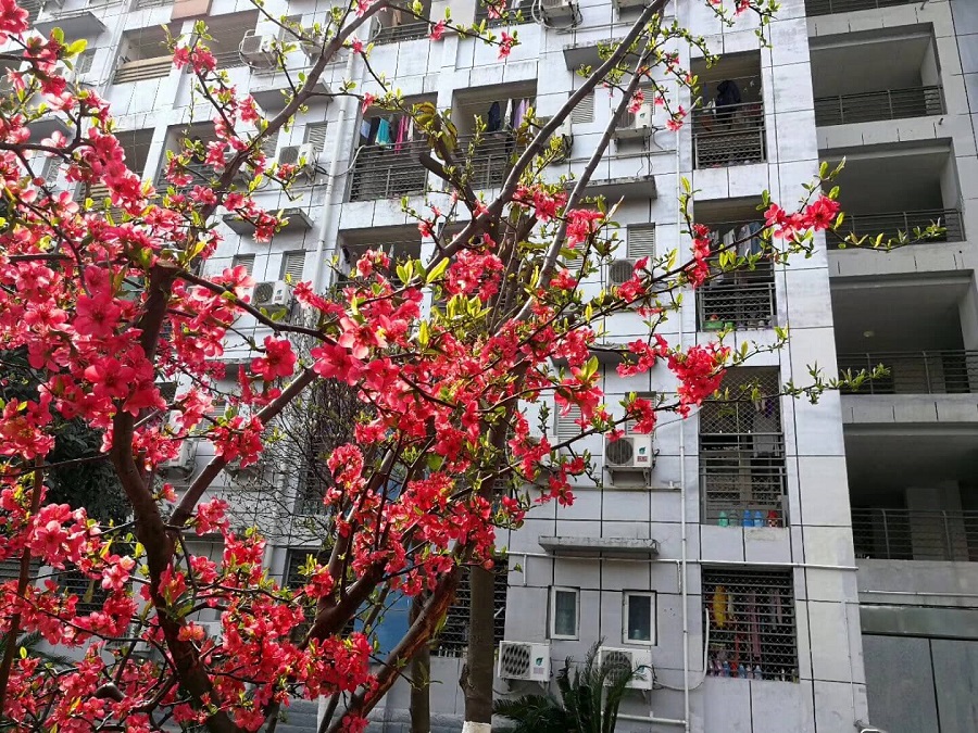 綿陽南山中學是一所公辦的高中吧？