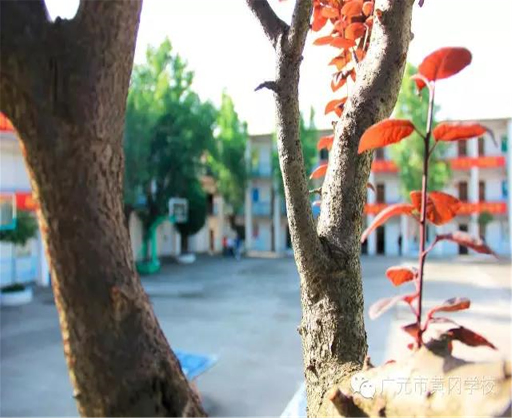 廣元市黃岡學(xué)校詳細地址在什么地方？
