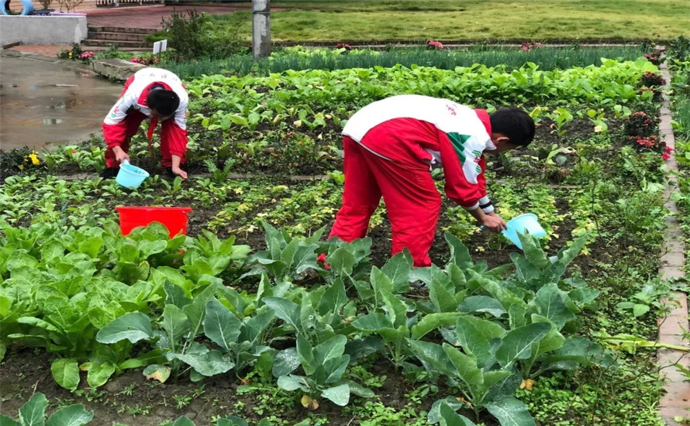 成都樹德中學光華校區(qū)升學率是多少？