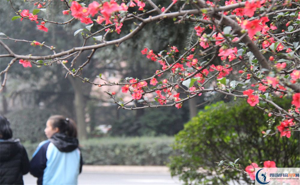 成都36中的地址在哪里？